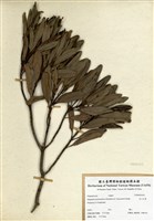 藏品(烏心石舅)的圖片